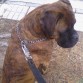 Soy Tarugo, tengo 4 años, peso 45 kg, soy muy alto, guapo y fuerte. Busco novia para conseguir un cachorro o me ofrezco de semental.
Contactar a este correo:
martagonzalezreyes1992@gmail.com o bien, a este número de móvil: 671 18 66 11 y preguntar por Nicolás.
Saludos