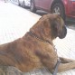 Soy Tarugo, tengo 4 años, peso 45 kg, soy muy alto, guapo y fuerte. Busco novia para conseguir un cachorro o me ofrezco de semental.
Contactar a este correo:
martagonzalezreyes1992@gmail.com o bien, a este número de móvil: 671 18 66 11 y preguntar por Nicolás.
Saludos