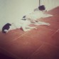 Coco y Muca se echan una siesta.
