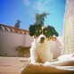 Coco, muy foto-génica ella, y un precioso cielo azul a su espalda.