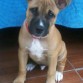 Se llama Sam,tiene 3 meses