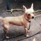 Pinscher color beige 