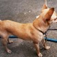 Pinscher color beige