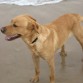 Aquí estaba Leo posando precioso para una foto en la playa. Como podéis ver es guapísimo, además de un perro genial! Sin duda lo adoptaríamos nosotros si no fuera porque ya tenemos dos!