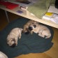 Mis tres cachorrines, ahora solo juegan y comen :)