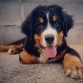 Leo 3 meses.