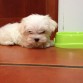 nube con 2 meses, cuando llegó a casa
