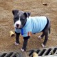 Mi bebe hermoso.. ya tiene sus 9 meses ya va para 10 pero para mi no dejará de ser un kachorrito...