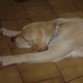 aki le tenemos despues de un gran paseo