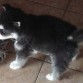 Blacky Jugando xD