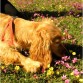 Cande jugando con las flores