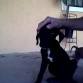 ps esa es mi perra negra es cruze entre boxer y labrador la colita k se ve atrass es de mi perrito boni de 1 mes es un pitbull macho ...