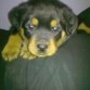 Hola... mi nombre es Jack... soy un rottweiler macho de 1 mes con 7 días de nacido. me gusta jugar y divertirme.