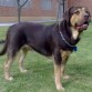 Soy la union de una madre Rottweiller y Un Padre labrador, soy muy jugueton.