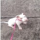 Mi BB Khalesi  con 2 meses y medio