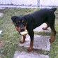 JUGANDO PELOTA