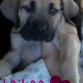 La pequeña laikaa(:
ella es una perrita tan noble!
la amoo<3