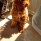 Lodi al sol