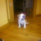Luki en casa