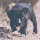 Mambo es un perro compacto y algo intimidante a primera vista, pero de carácter bueno, principalmente con los niños que hace de este perro su mejor y más destacada característica.