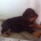 Me llamo NACHA, soy una cachorra muy revoltosa, me encantan las flores, plantas y macetas para romperlas obviooo jajaja