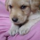 Mi perrito Oliver :)