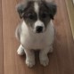 Border Collie Blue Merle