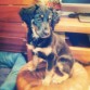 Esta es Ona, una mezcla de Pastor Aleman con Cocker o Setter Gordon (no está claro aún). Fue rescatada por una protectora, la habían abandonado junto con su hermana al lado de una basura. La adoptamos y ella ahora es la reina de la casa!