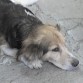 Mi osito regalon 