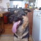 hola ella es noa es una perrita adoptada la adoptemos el pasado mes de julio el dia 7/7/2011 esbuena cariñosa juguetona nacio el 30/5/2010 y estamos muy contentos de tenerla con nosotros 