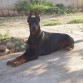 tengo que pasar las de cachorro al ordenador,esta es de hace 2 meses,Yako ya no esta ,descansa en paz amigo mio,