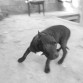 Eli-Family
descendencia Boudreaux