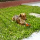 SOY RAYO BUSCO NOVIA