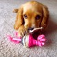 ¡Me encantan los juguetes para gatos!