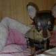 la peque Luna ! :) dejen sus comentarios para que me digan sí creen que efectivante es chihuahua auténtica :) gracias !