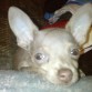 Chihuahueño Azul-Gris 