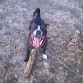 jugando con el tronco