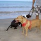 Canela