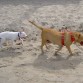 Koby y Canela