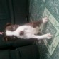 mi perrita acabada de bañar