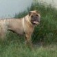 Alguien esta buscando donde enterrar su hueso...