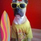 Surfdog!!!!