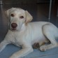 Esta es Rita con 3 meses y medio a 1 de octubre de 2010