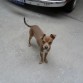 este perrito hermoso es buu tiene mucha energia