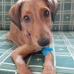 Esta es NINA,aun convaleciente del maldito Parvovirus.