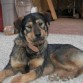 Tiene un año y un mes, de madre Rotwailer y padre perro pastor, es hermana de Suli