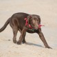 (unos4 o 5meses) Primer día en la playa: le asustan las olas!