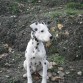 Con tres meses en uno de los paseso por el campo.