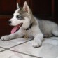 Goku con 4 meses.