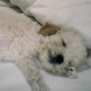 mi akiles dormiendo con dos meses y emdio de edad.